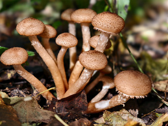 Группа съедобных медоносных грибов Armillaria mellea на коре дерева в лесу - Serg Zastavkin