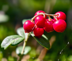 Ягодная гроздь брусники Vaccinium vitis-idaea в лесу. Макросъемка грозди брусники крупным планом - Serg Zastavkin