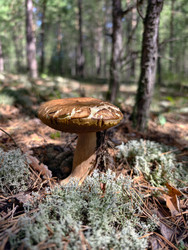Королевский белый гриб Boletus edulis, растущий в лесу. Естественный фон - Serg Zastavkin