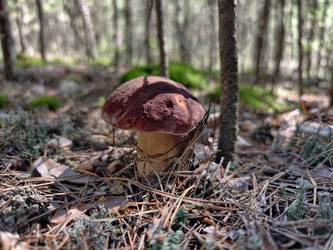 Королевский белый гриб Boletus edulis, растущий в лесу. Естественный фон - Serg Zastavkin