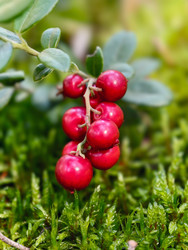 Ягодная гроздь брусники Vaccinium vitis-idaea в лесу. Макросъемка грозди брусники крупным планом - Serg Zastavkin