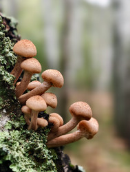 Группа съедобных медоносных грибов Armillaria mellea на коре дерева в лесу - Serg Zastavkin