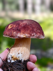Рука с белым грибом Boletus edulis, растущим в лесу. Естественный фон - Serg Zastavkin