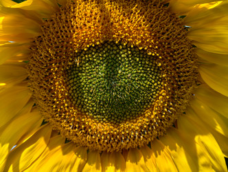 Серединка головки подсолнечника Helianthus annuus с незрелыми семенами, окруженными желтыми лепестками - Serg Zastavkin