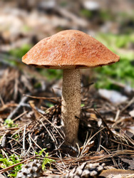 Осиновый гриб с красной шляпкой или подосиновик Leccinum aurantiacum, растущий в лесу - Serg Zastavkin