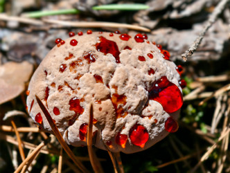 Фотография крупным планом кровоточащего зубного гриба Hydnellum peckii, растущего в лесу - Serg Zastavkin