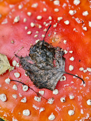 Макросъемка крупным планом ядовитого гриба красного мухомора или шляпки Amanita muscaria - Serg Zastavkin