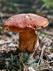 Королевский белый гриб Boletus edulis, растущий в лесу. Естественный фон - Serg Zastavkin
