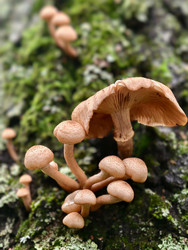 Группа съедобных медоносных грибов Armillaria mellea на коре дерева в лесу - Serg Zastavkin