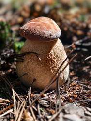 Королевский белый гриб Boletus edulis, растущий в лесу. Естественный фон - Serg Zastavkin