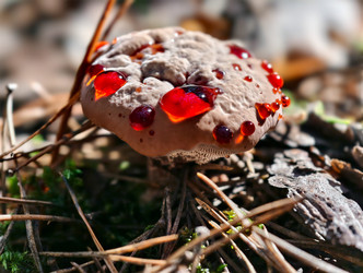 Фотография крупным планом кровоточащего зубного гриба Hydnellum peckii, растущего в лесу - Serg Zastavkin