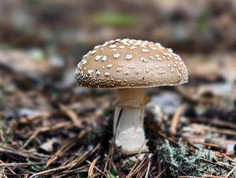 Фотография ядовитой шляпки пантеры крупным планом или мухоморного гриба Amanita pantherina, растущего в лесу. Естественный фон - Serg Zastavkin