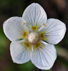 Макрофотография болотной травы Parnassia palustris крупным планом - Serg Zastavkin