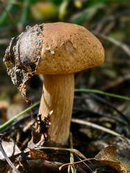 Королевский белый гриб Boletus edulis, растущий в лесу. Природный фон - Serg Zastavkin