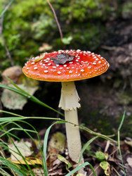 Фотография ядовитого красного мухомора или Amanita muscaria крупным планом, растущего в лесу. Естественный фон - Serg Zastavkin