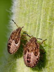 Макрофотография личинки Dolycoris baccarum - тернового жука или волосатого щитовника на стебле растения - Serg Zastavkin