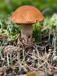 Осиновый гриб с красной шляпкой, или подосиновик Leccinum aurantiacum, растущий в лесу - Serg Zastavkin