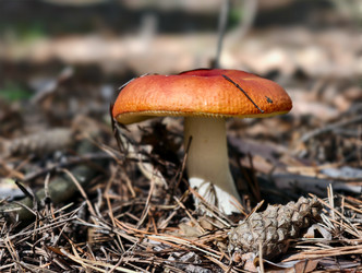 Фотография гриба Russula aurea крупным планом, растущего в лесу. Естественный фон - Serg Zastavkin