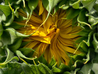Крупный план нераскрывшегося бутона подсолнечника Helianthus annuus с закрытыми лепестками перед распусканием, окруженного зелеными прицветниками - Serg Zastavkin