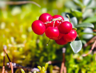 Гроздь брусники Vaccinium vitis-idaea в лесу. Макросъемка грозди брусники крупным планом - Serg Zastavkin