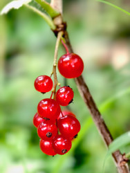 Фотография ягод красной смородины крупным планом Ribes rubrum - Serg Zastavkin