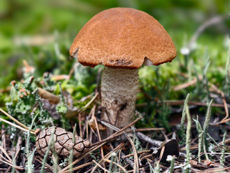 Осиновый гриб с красной шляпкой, или подосиновик Leccinum aurantiacum, растущий в лесу - Serg Zastavkin