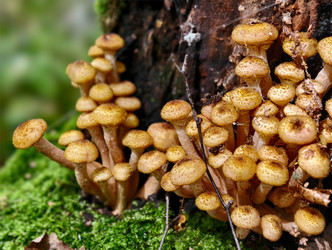 Группа съедобных медоносных грибов Armillaria mellea на коре дерева в лесу - Serg Zastavkin