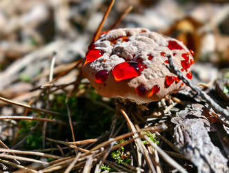 Фотография крупным планом кровоточащего зубного гриба Hydnellum peckii, растущего в лесу - Serg Zastavkin