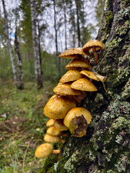 Группа грибок золотистая pholiota adiposa или (Pholiota aurivella или adiposa) на коре дерева в лесу - Serg Zastavkin