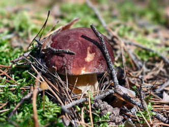 Королевский белый гриб Boletus edulis, растущий в лесу. Естественный фон - Serg Zastavkin