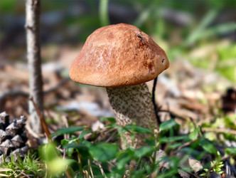 Осиновый гриб с красной шляпкой или подосиновик Leccinum aurantiacum, растущий в лесу - Serg Zastavkin
