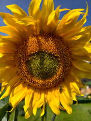 Серединка головки подсолнечника Helianthus annuus с незрелыми семенами, окруженными желтыми лепестками - Serg Zastavkin