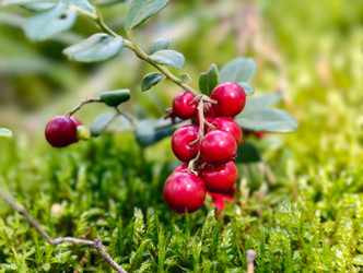 Ягодная гроздь брусники Vaccinium vitis-idaea в лесу. Макросъемка грозди брусники крупным планом - Serg Zastavkin