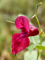 Фотография крупным планом цветка инвазивного вида Гималайский бальзам Impatiens glandulifera - Serg Zastavkin