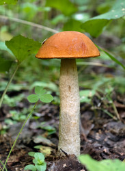 Осиновый гриб с красной шляпкой или подосиновик Leccinum aurantiacum, растущий в лесу - Serg Zastavkin
