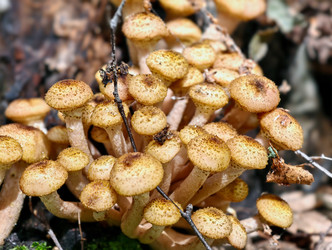 Группа съедобных медоносных грибов Armillaria mellea на коре дерева в лесу - Serg Zastavkin