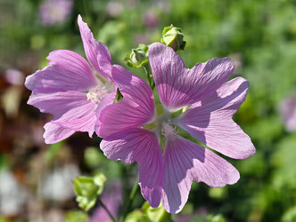 Фотография цветов мальвы Malva sylvestris крупным планом на фоне зеленого луга - Serg Zastavkin