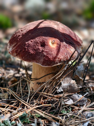 Королевский белый гриб Boletus edulis, растущий в лесу. Естественный фон - Serg Zastavkin