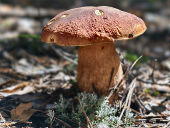 Королевский белый гриб Boletus edulis, растущий в лесу. Естественный фон - Serg Zastavkin