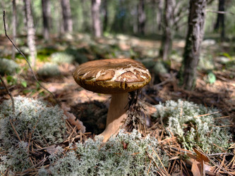 Королевский белый гриб Boletus edulis, растущий в лесу. Естественный фон - Serg Zastavkin