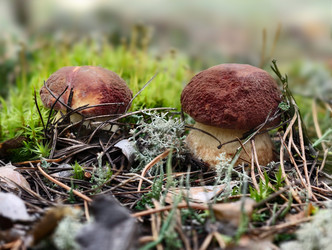 Два королевских белых гриба Boletus edulis, растущих в лесу. Естественный фон - Serg Zastavkin