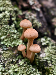 Группа съедобных медоносных грибов Armillaria mellea на коре дерева в лесу - Serg Zastavkin