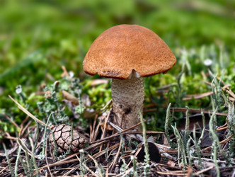 Осиновый гриб с красной шляпкой или подосиновик Leccinum aurantiacum, растущий в лесу - Serg Zastavkin
