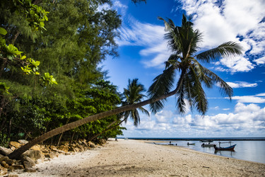 Тропический песчаный пляж Malibu с кокосовыми пальмами и рыбацкими лодками. Тайланд, остров Пханган - Xandery