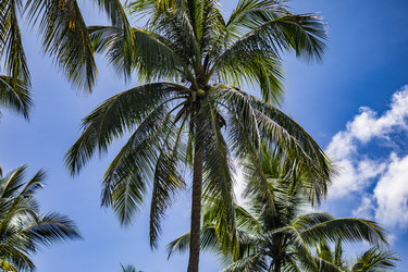 Высокие кокосовые пальмы на фоне синего неба и облаков. Тайланд, остров Пханган - Xandery