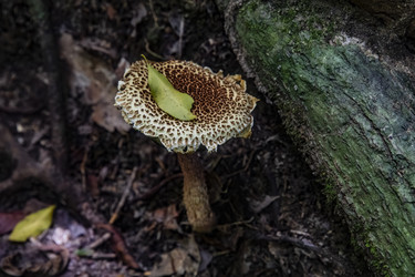 Гриб Лепиота острочешуйчатая (Lepiota acutesquamosa) с леопардовой шляпкой на лесной подстилке - Xandery