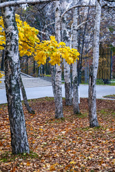 Осень в городе. Южно-Сахалинск. Сахалин. Autumn in the city. Yuzhno-Sakhalinsk. Sakhalin. (marka) - marka