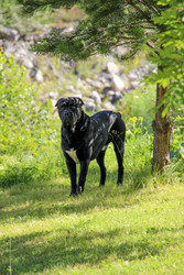  Мощный итальянский мастиф настороженно стоит в парке в солнечный день крупным планом - kitikat