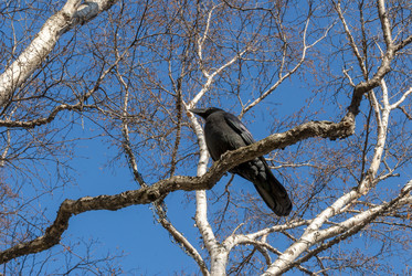 Ворона на дереве. A crow in a tree. (Сахалин. Sakhalin. (marka) - marka
