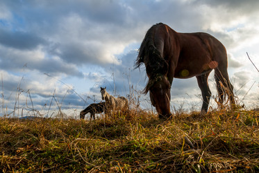 Лошади на пастбище. Horses in the pasture. Сахалин. Sakhalin. (marka) - marka